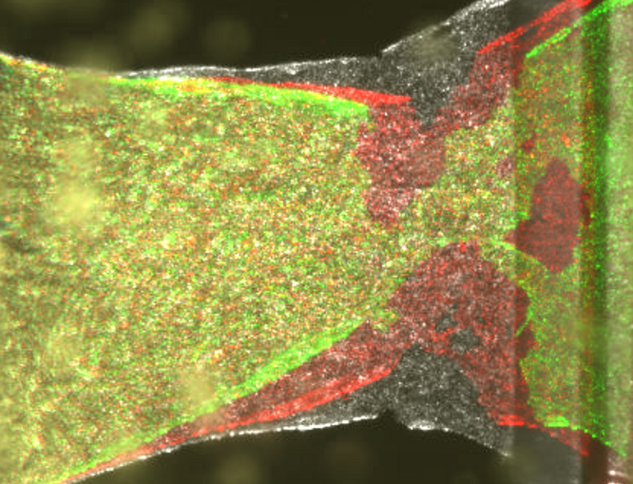 Superposition of a series of images showing the evolution of a fracture in an epithelial cell sheet. class=