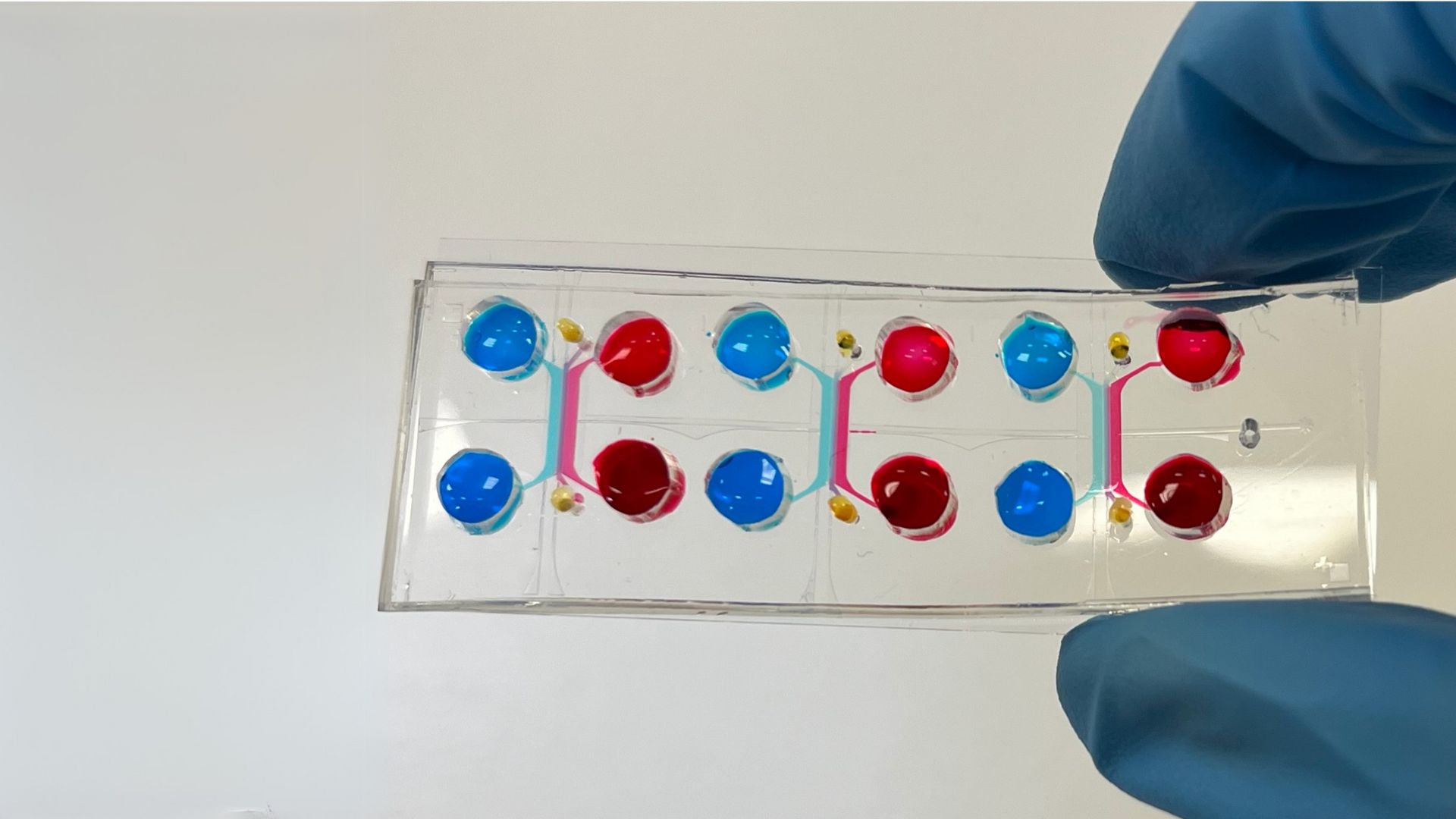 Gut-on-chip developed in the MiMic Lab of the Politecnico di Milano to model the human intestine.